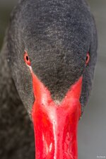 Bonsai_Photos_70D_100-400L 007.jpg