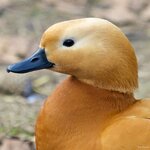 Bonsai_Photos_70D_100-400L 008.jpg