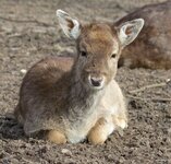 Bonsai_Photos_70D_100-400L 010.jpg