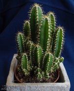 P1300094-1.jpg