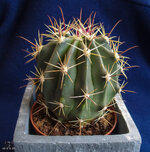 P1300091-1.jpg