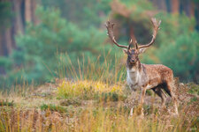 _MG_4689_Damhirsch.jpg