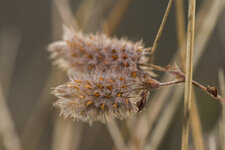 DSC00431.jpg