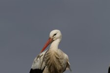 EOS 7D96707 (Large).jpg