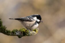 IMG_0486Tamron.jpg