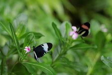 IMG_4195.jpg