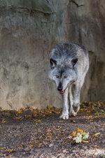 Timberwolf-3846.jpg