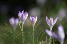 DSC_2113-2.jpg