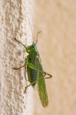 IMG_9545k.jpg
