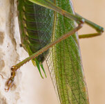 IMG_9545k_crop.jpg
