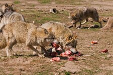 Diverse Zootiere (141).jpg