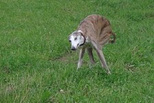 2012 - H5 - 8257 - Tiere dämlich.jpg