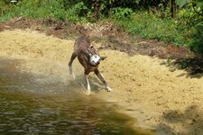 2012 - FZ50 - Tiere dämlich.jpg