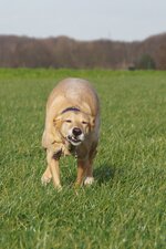 Tiere dämlich 2941.JPG