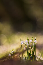 Frühlings-Knotenblume (Leucojum vernum)_8677.jpg