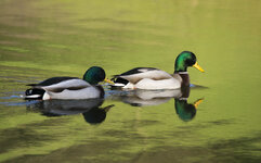 Bochum-Enten-003_220214.jpg