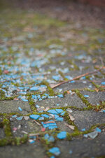DSC_4183.jpg