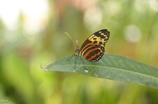 comp_IMG_0778.jpg