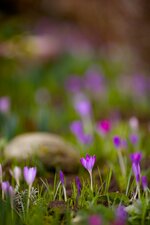 IMG_3787.jpg