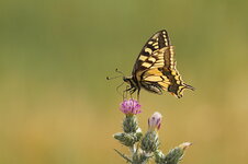 PapMach_20130401_5667_E7D_v1.JPG