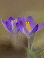 Krokus2 - Kopie.jpg
