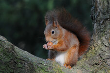 DSC_1808_ebv1.jpg