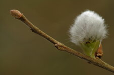 Weidenknospe.JPG