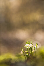 Frühlings-Knotenblume (Leucojum vernum)_8672B.jpg