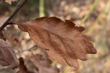P1000405.jpg