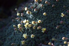 Blümchen-85f4.jpg