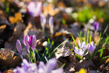 crocus2_df.jpg