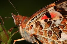 IMG_6252.jpg