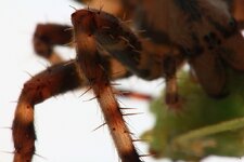 IMG_6411.jpg