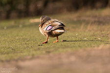 IMG_6444.jpg