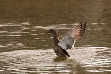 IMG_6522.jpg