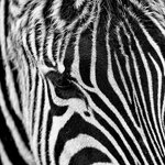 zebra_stripes.jpg