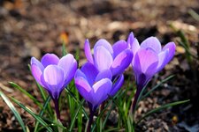 IMG_0125.jpg
