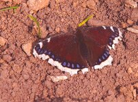 2012.04.04 N. antiopa2.jpg