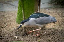 IMG_9634.jpg