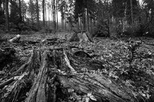 comp_9IMG_9959-2.jpg