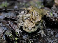 DSC_1726.JPG