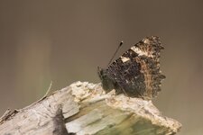 IMG_7974-Bearbeitet.jpg