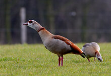 nilgans.jpg