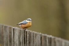 comp_DSC_6545.jpg