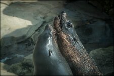 tzuDSC_5159.jpg