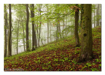 IMG_3760_Nebelwald.jpg IMG_3760_Nebelwald.jpg