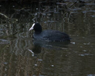 vogel2-7847.jpg