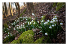 2014_03_14_8793_Märzenbecher.jpg 2014_03_14_8793_Märzenbecher.jpg