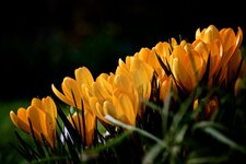IMG_1149 (1).jpg