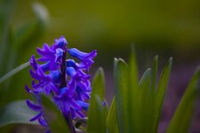 IMG_4370.jpg